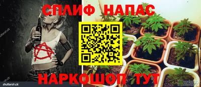 сатива Гатчина